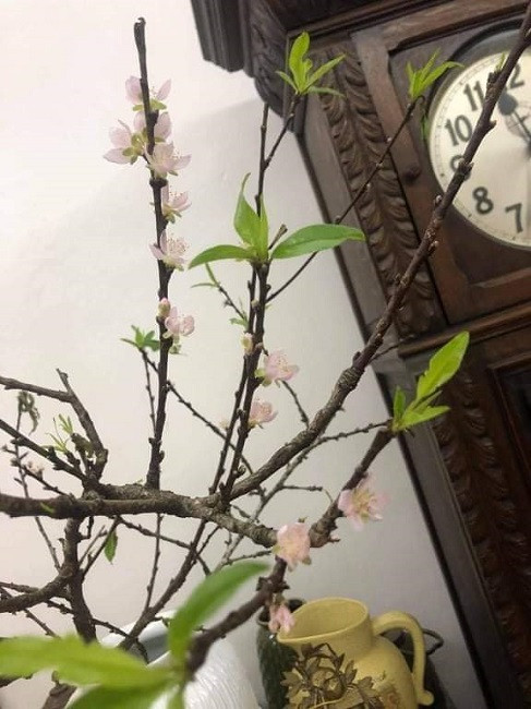 Cô Trang thừa nhận người dân đang rất thích thú với những cành đào rừng đang chớm nở. Lượng khách đặt mua tương đối nhiều. Ảnh: Facebook.