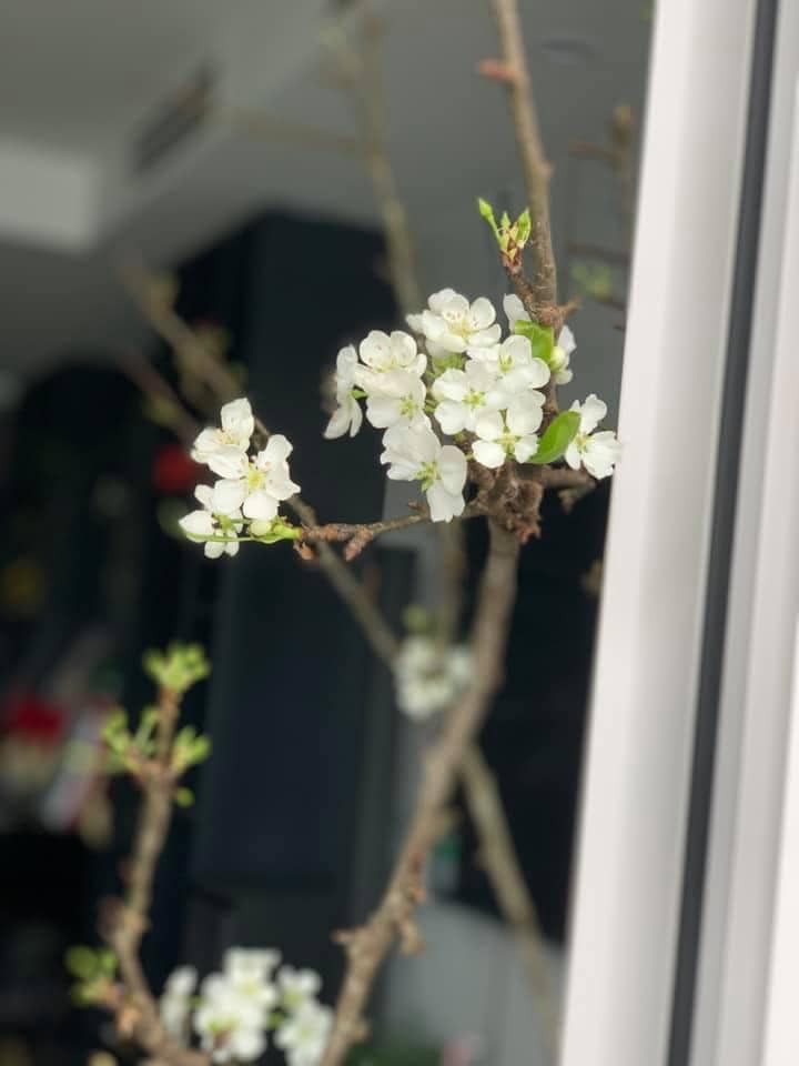 Theo người bán, lê rừng trái mùa, không có nhiều hàng. Mỗi ngày, chỉ nhập được khoảng hơn 100 cành và không đủ trả cho khách đã đặt trước. Ảnh: FB Nguyễn Bích Thảo.