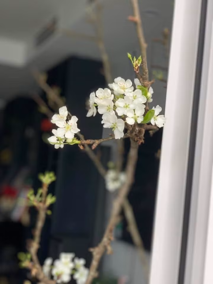 Theo người bán, lê rừng trái mùa, không có nhiều hàng. Mỗi ngày, chỉ nhập được khoảng hơn 100 cành và không đủ trả cho khách đã đặt trước. Ảnh: FB Nguyễn Bích Thảo.