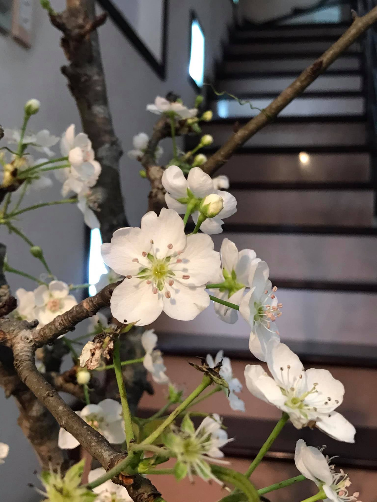 Tương tự, cô Thanh (Hoàng Mai, Hà Nội) cũng đặt mua lê rừng trái mùa nhưng phải đợi đến 5 ngày mới có hàng. Ảnh: FB Nguyễn Bích Thảo.