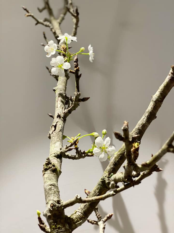 Lê rừng trái mùa nhưng được cho là đẹp hơn cả chính vụ. Những cành lê rừng trái vụ có đủ các loại từ dáng huyền đến gốc cổ thụ rêu phong. Ảnh: FB Nguyễn Bích Thảo.