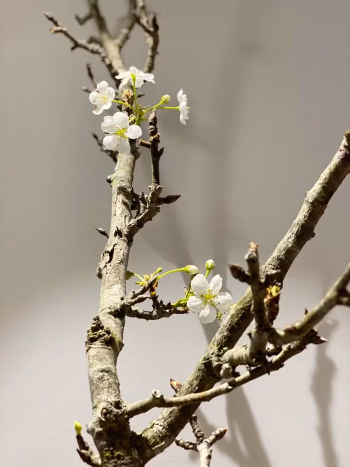 Lê rừng trái mùa nhưng được cho là đẹp hơn cả chính vụ. Những cành lê rừng trái vụ có đủ các loại từ dáng huyền đến gốc cổ thụ rêu phong. Ảnh: FB Nguyễn Bích Thảo.