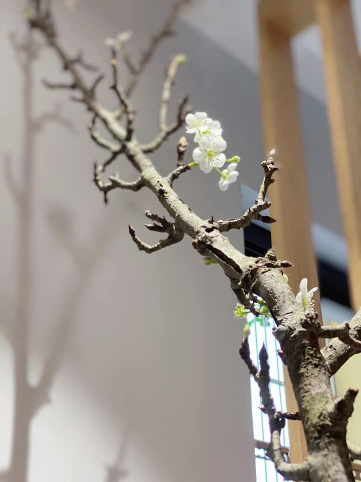 Chị Nguyễn Bích Thảo (chuyên bán các loại hoa, cây cảnh ở Hà Nội) cho biết, bình thường chỉ đến dịp Tết Nguyên đán mới có hoa lê rừng. Thế nhưng năm nay rất lạ là hoa lê rừng đã bung nở. Ảnh: FB Nguyễn Bích Thảo.