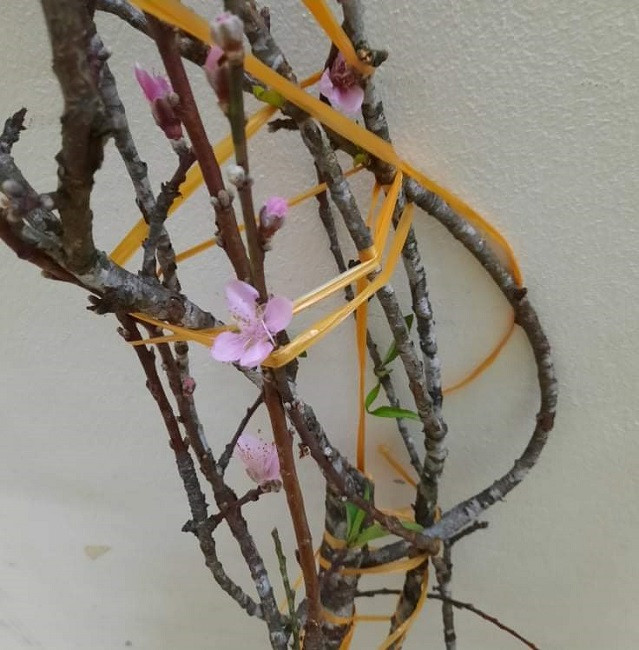 Cô Trang - một đầu mối bán hoa online tiết lộ, những cành đào này được người dân miền núi tách tỉa trong vườn đào nhà mình, chọn lựa những cành nở hoa sớm để bán chứ không phải chặt cây phá vườn. Ảnh: Facebook.