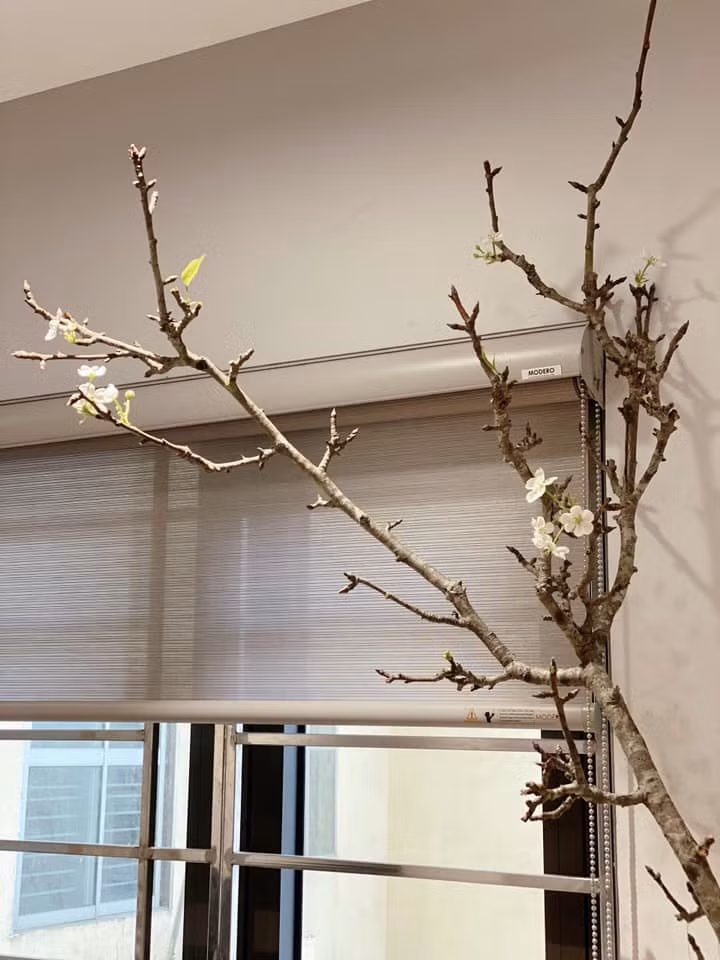 Lê rừng được báo theo cành, giá từ 150.000 - 700.000 đồng/cành, tùy độ to, nhỏ. Đáng chú ý, những cành to đẹp, giá có thể lên tới hơn 1 triệu đồng. Ảnh: FB Nguyễn Bích Thảo.