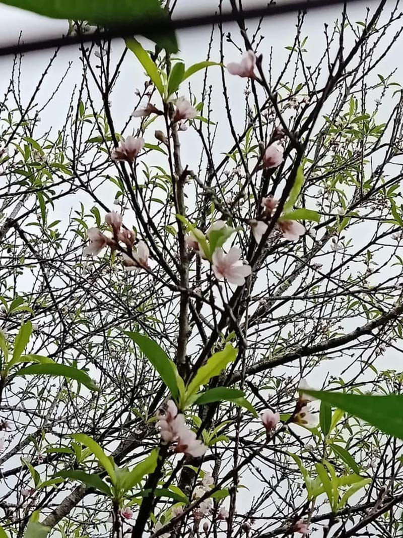 Chị Thái Hà (Ba Đình, Hà Nội) chia sẻ, năm nào dịp Tết Nguyên đán chị cũng mua đào về cắm nhưng năm nay là lần đầu tiên chị mua được đào khi Hà Nội mới chớm lạnh như bây giờ. Ảnh: Vietnamnet.