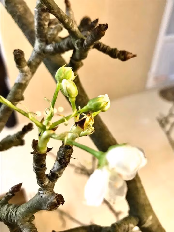 Theo chị Huyền, do trái mùa nên lúc mới mua về, những cành lê rừng còn khá ít bông. Tuy nhiên, khoảng 2-3 tuần sau bông nở chi chít đẹp mê mẩn. Ảnh: FB Nguyễn Bích Thảo.