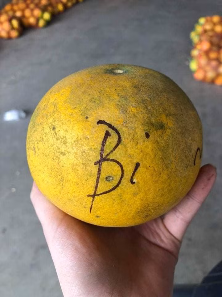 Được biết, bưởi Diễn giá 2.000 đồng/quả là loại size từ 0,3-0,4kg/quả. Bưởi loại 0,6-0,7kg/quả có giá 4.000 đồng; loại từ 0,7-1,3kg/quả chỉ 7.000 đồng…Ảnh: Facebook.