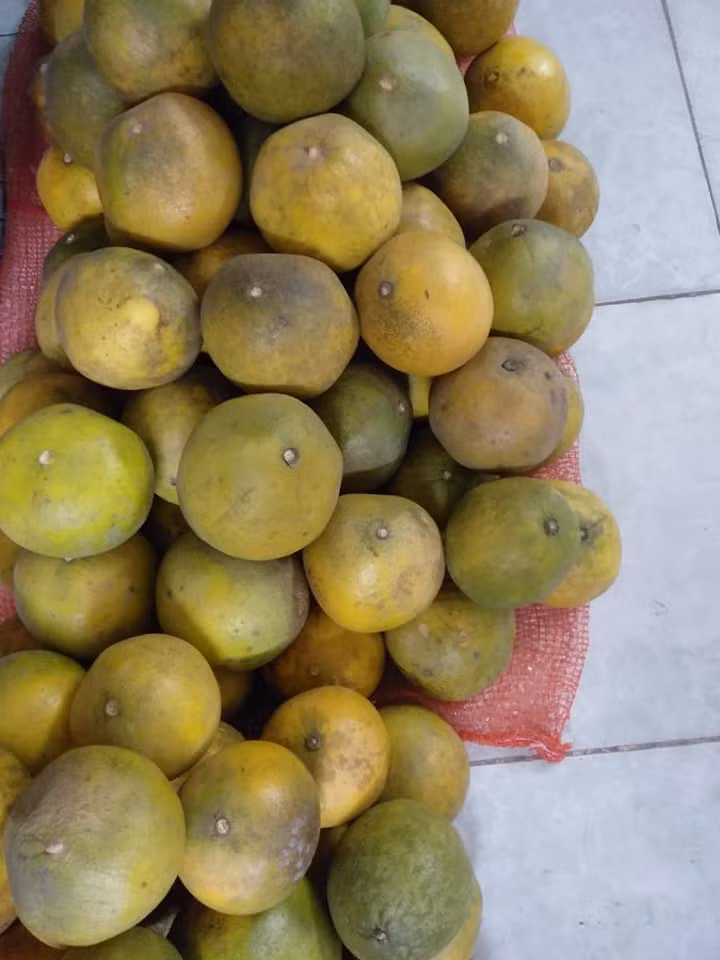 Theo tìm hiểu, hầu hết các loại bưởi giá rẻ rao bán trong thời gian này đều đều được trồng ở một số tỉnh lân cận, gốc mới trồng hoặc mới cho thu hoạch được ít năm. Ảnh: Facebook.