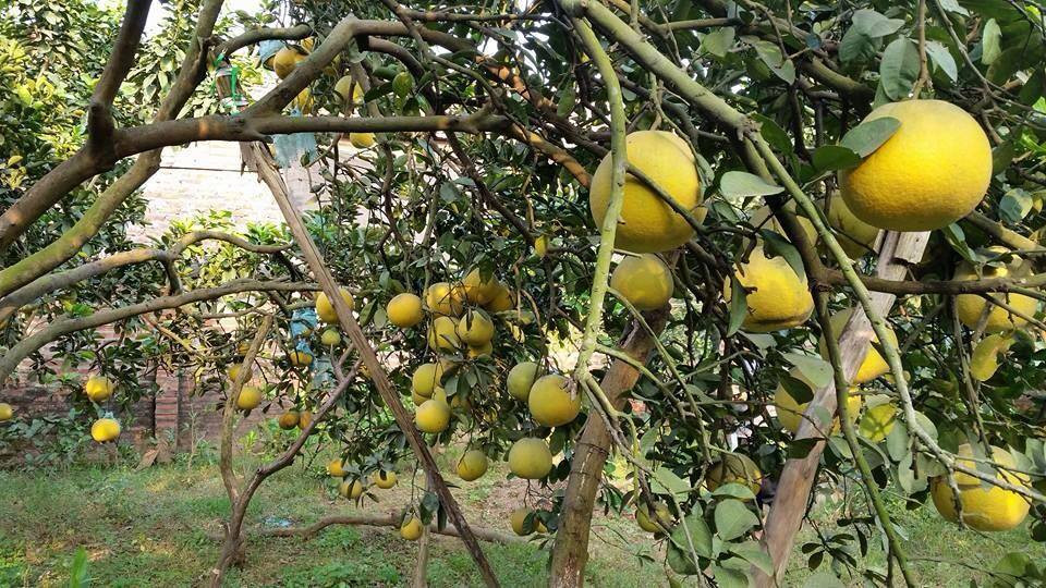 Những quả bưởi Diễn gốc lâu năm tại đây thường được người quen đến mua tận nhà và giá không dưới 40.000 đồng/quả. Thậm chí, một số nhà gốc lâu năm hơn, giá lên tới 70.000-80.000 đồng/quả tại vườn mà phải đặt tiền trước và quen biết mới mua được. Ảnh: Facebook