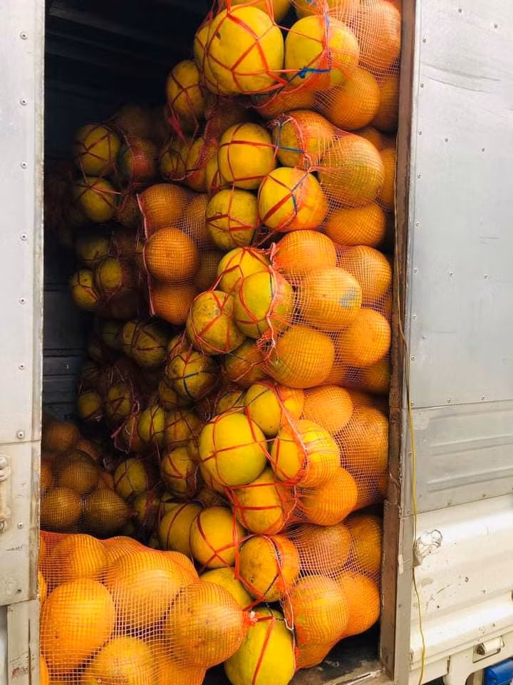 Theo người bán, đây là bưởi trồng tại một số tỉnh như Bắc Giang, Hải Phòng, Hòa Bình...Bưởi được đóng thành từng bao, khách không được lựa từng quả và có thể giao hàng khắp cả nước. Ảnh: Facebook.