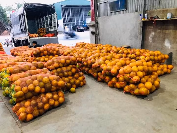 Đơn cử như trên Chợ đầu mối hoa quả Lạng Sơn, chị Thanh Thủy rao bán bưởi Diễn với giả từ 2.000 đồng/quả. Ảnh: Facebook.