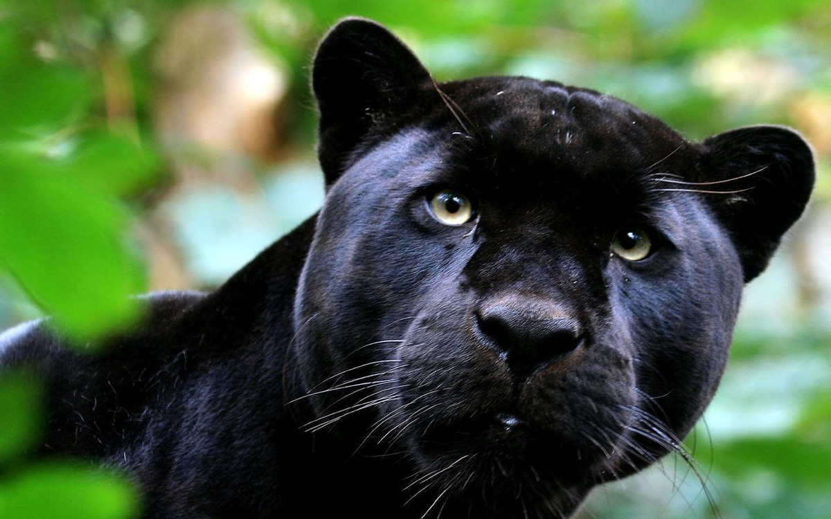 Chi 3,5 trieu de ve vuot bao den, phai nhan cai ket dau don