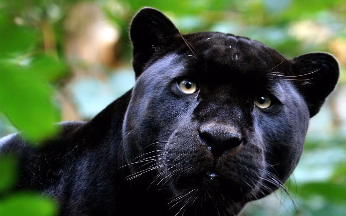 Chi 3,5 trieu de ve vuot bao den, phai nhan cai ket dau don