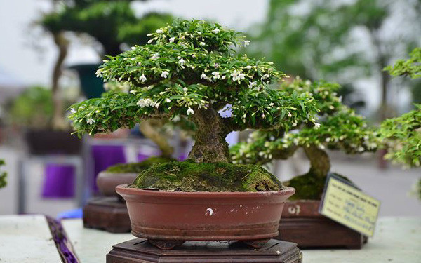 Giá của cây bonsai mai chiếu thủy này khoảng 150 triệu đồng. Ảnh: Tiền Phong.