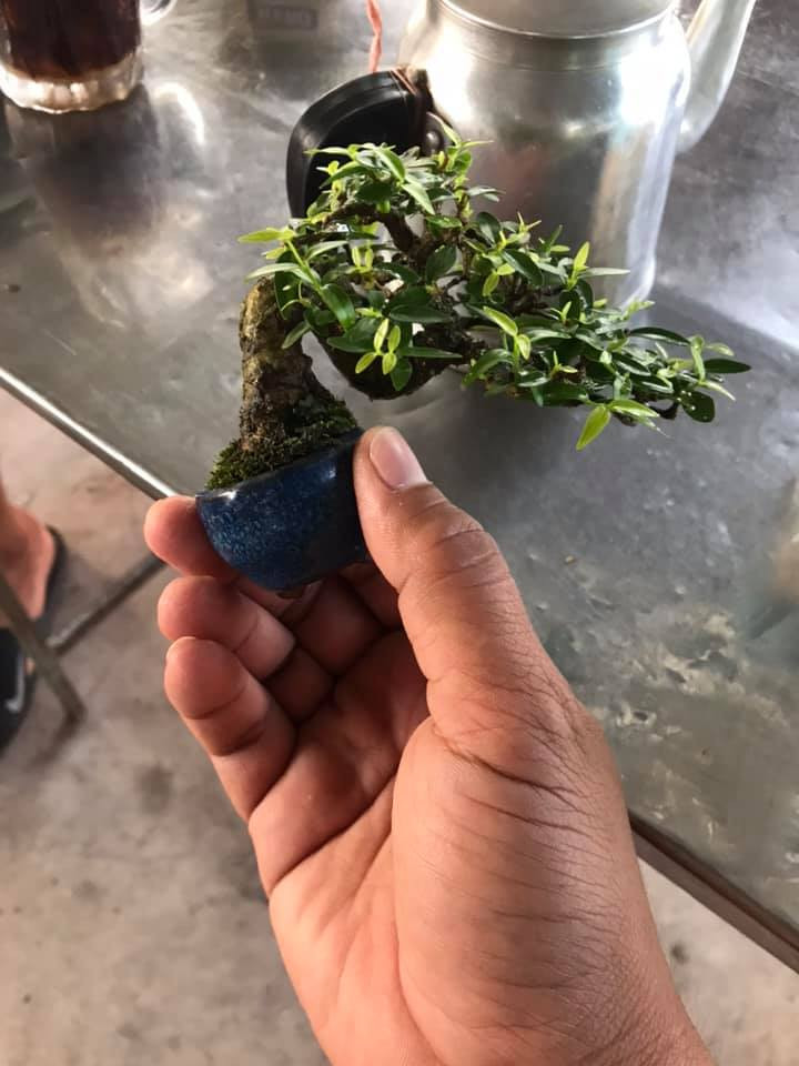 Dù kích thước nhỏ xíu nhưng giá của mỗi chậu cây này không hề rẻ. Theo người bán, giá của mỗi chậu cây cảnh nhỏ này phụ thuộc vào giống và thế của cây. Ảnh: Facebook