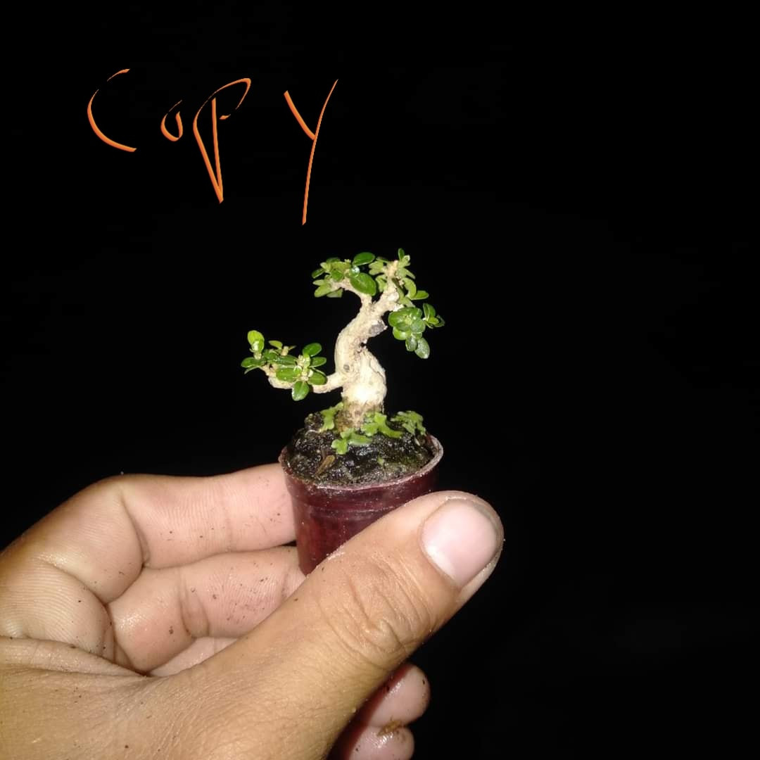 Đắt "không tưởng" những chậu bonsai siêu tí hon Dat