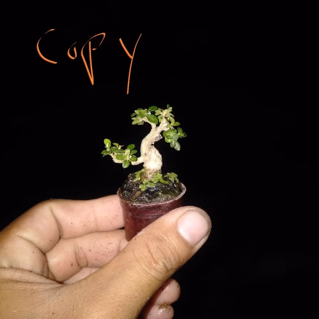 Bên cạnh những chậu bonsai "khủng", giới chơi cây cảnh ở Việt Nam còn chuộng loại bonsai mini, nhỏ gọn trong lòng bàn tay. Ảnh: Facebook