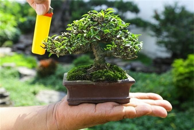 Chậu mai chiếu thủy bonsai tí hon chỉ cao bằng gần bằng chiếc bật lửa có giá bán 8 triệu đồng. Chậu bonsai được chủ nhân chăm sóc trong bảy năm để ra hình dáng trực lắc. Ảnh: Vnexpress.