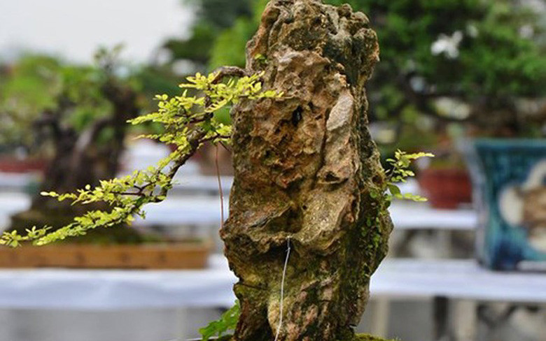 Những cây bonsai tí hon được trồng trong tiểu cảnh hòn non bộ có giá khoảng chục triệu đồng. Ảnh: Vnexpress.