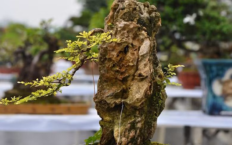 Những cây bonsai tí hon được trồng trong tiểu cảnh hòn non bộ có giá khoảng chục triệu đồng. Ảnh: Vnexpress.