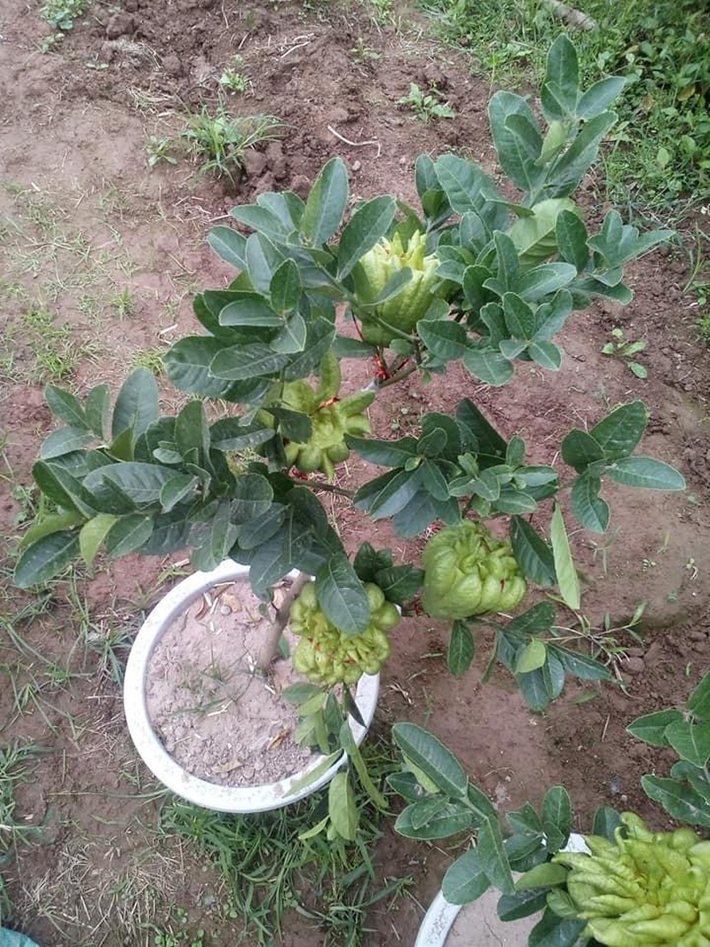 Phật thủ bonsai mini trở thành thú chơi của nhiều gia đình trong dịp Tết. Ảnh: Phatthubonsai.