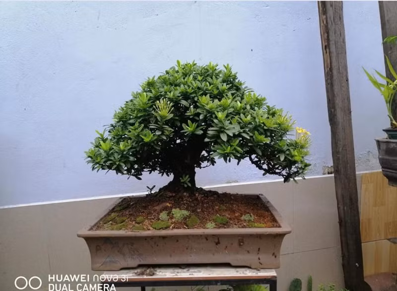 Cây mẫu đơn vàng lá nhỏ này được một cửa hàng ở TP HCM bán với giá trên 30 triệu đồng. Ảnh: Dân Việt.