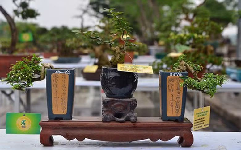 Đáng chú ý, có cây bonsai mini giá lên tới 4.000 USD. Chỉ ai đam mê nghệ thuật này mới hiểu được giá trị và sẵn sàng bỏ ra số tiền lớn để mua. Ảnh: Tiền Phong.