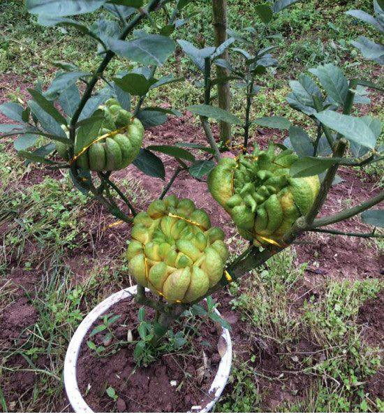 Có những chậu phật thủ mini giá lên tới hàng chục triệu đồng. Ảnh: Phatthubonsai.