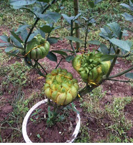 Có những chậu phật thủ mini giá lên tới hàng chục triệu đồng. Ảnh: Phatthubonsai.