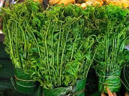 Rau dớn mọc nhiều ở các vùng núi rừng, ven bờ sông, suối đang trở thành thực đơn trong nhiều nhà hàng sang trọng, giá không hề rẻ, khoảng 200.000 đồng/kg.