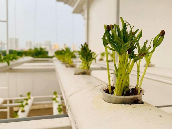 Nước cùng chất dinh dưỡng được đưa từ bình dưới đất và phân bố đều cho các hốc, ngách để rau sinh trưởng. Ảnh: FBNV