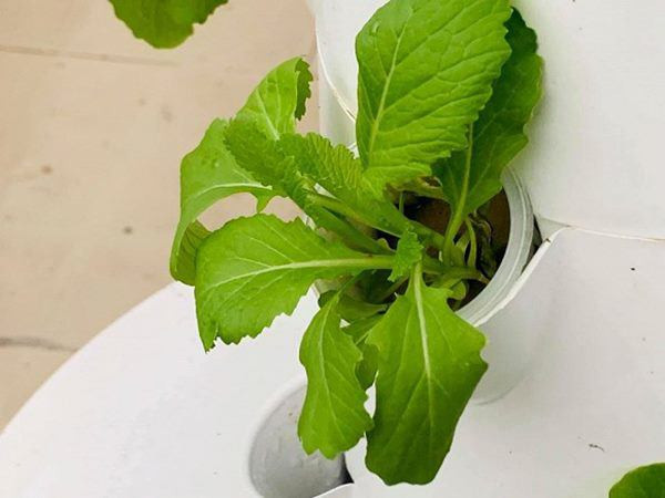 Dù bận rộn công việc nhưng MC Đại Nghĩa vẫn dành thời gian chăm sóc vườn rau của mình để có thực phẩm sạch cho cả nhà. Ảnh: FBNV.