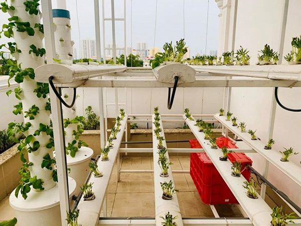 Vườn rau trên sân thượng nhà MC Đại Nghĩa áp dụng phương pháp trồng rau thủy canh của Israel, với đủ loại cải xanh, xà lách, cà chua, dưa leo, mướp, mồng tơi, rau thơm... Ảnh: Giadinhnet.