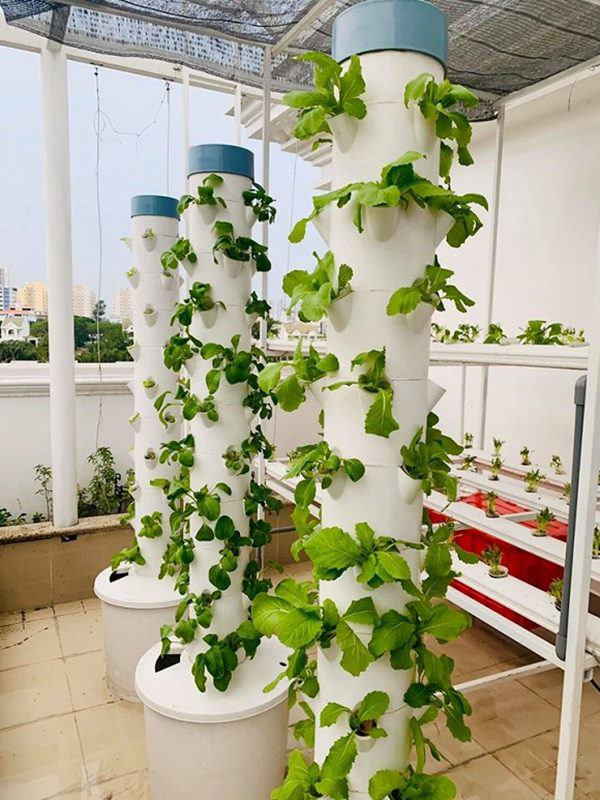 Đại Nghĩa thích mô hình trồng rau dạng trụ đứng vì tiết kiệm diện tích. Ảnh: FBNV