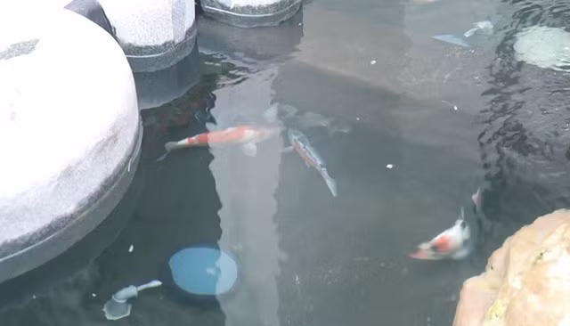 Trong khuôn viên biệt thự của Hương Tràm có một hồ cá nhỏ được thiết kế ngay gần lối đi. Ảnh: Vietnamnet.