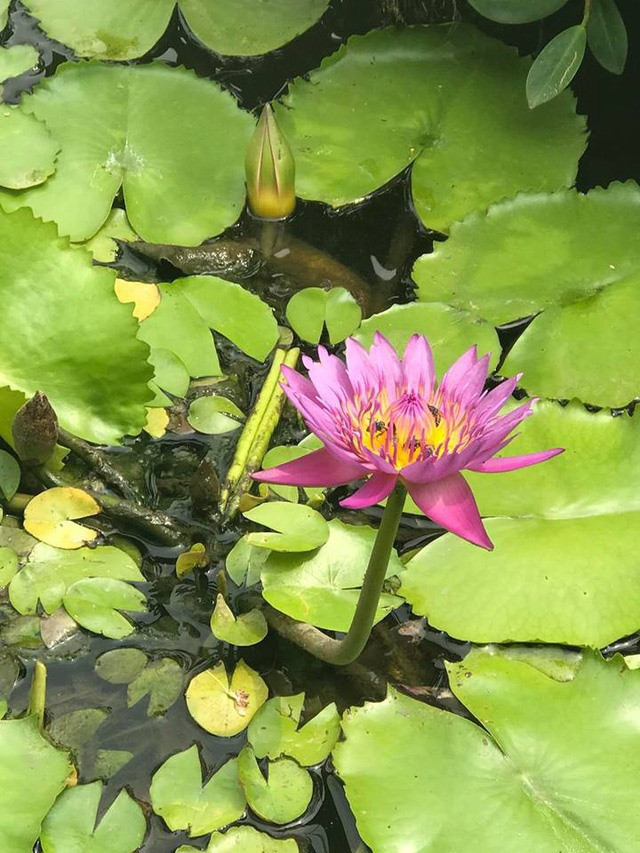 Những lúc rảnh rỗi, nữ ca sĩ thường tự tay chăm sóc và tưới tiêu. Ảnh: Lao động.