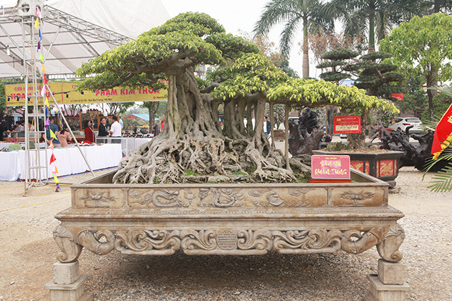 Tác phẩm sanh quê "Vân vũ quần tùng" được giới chơi cây đánh giá là tác phẩm sanh quê đẹp, rất nghệ thuật và có giá trị. Ảnh: Dân Việt.