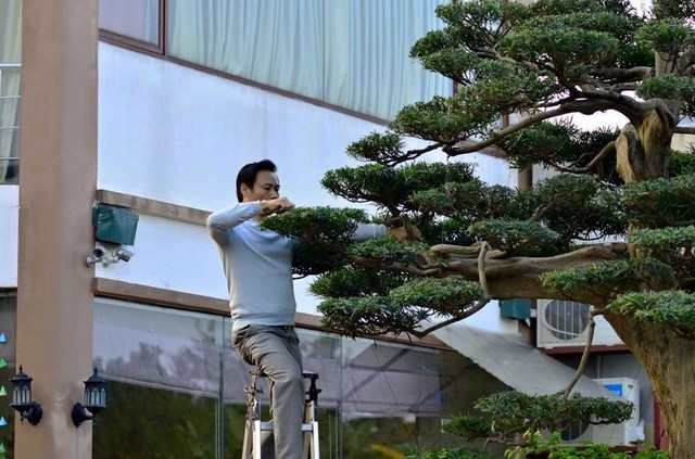 Năm 2011, vì quá thích cây sanh “Vân vũ quần tùng”, anh Nguyễn Hưng (Mạo Khê, Đông Triều, Quảng Ninh) đã bán lại cả chiếc ô tô mình đang đi để mang cây sanh về nhà. Ảnh: Dân Việt.