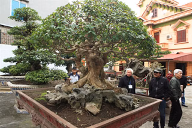 Những cái tên như Phong Vân Thập Toàn, Thiên Long Vũ Hội, Nguyệt Quế Tam Đa Phúc Lộc Thọ, Cặp khế cổ 500 năm... của Toàn Đô la làm mưa làm gió tại các cuộc triển lãm cây cảnh trong và ngoài nước nhiều năm qua.