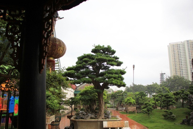 Cây tùng của ông Thành có tuổi đời hơn 300 năm, cao khoảng hơn 3m và hội tụ cả 4 yếu tố của một cây cảnh quý hiếm đó là: Cổ - kỳ - mỹ - văn.