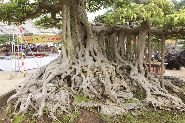 Cây dáng trực, thân hoành bay có nét mềm mại. Thân bám trên một bệ đá rất vững trãi. Ảnh: Dân Việt.