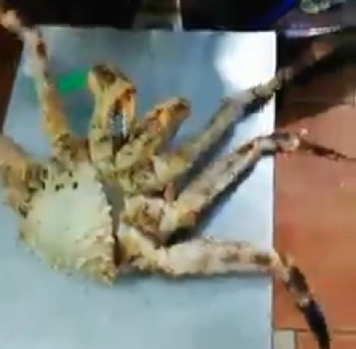 Hai san “khuyet tat” hut dan Ha Noi: Ngon bo re hay hai suc khoe?