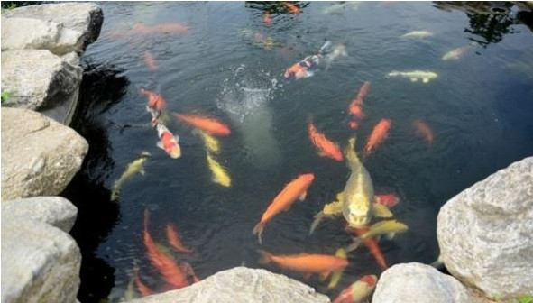 Hồ cá với nhiều loại cá Koi Nhật đầy màu sắc và sống động.