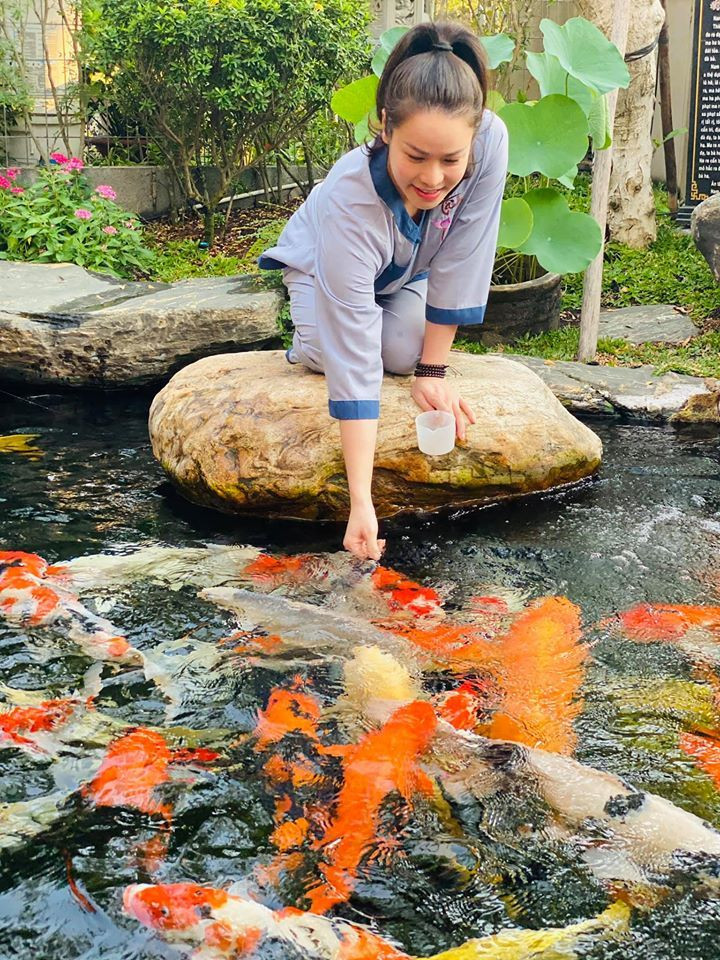 Để nuôi cá koi như thế này, có lẽ Nhật Kim Anh đã phải chi khá nhiều tiền vì đây là loại cá làm cảnh, trang trí.