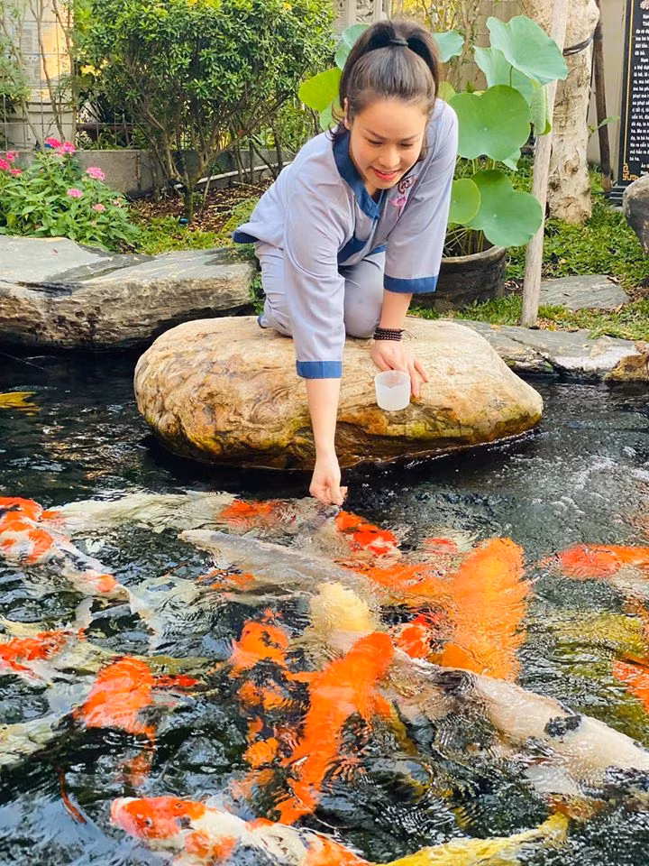 Để nuôi cá koi như thế này, có lẽ Nhật Kim Anh đã phải chi khá nhiều tiền vì đây là loại cá làm cảnh, trang trí.