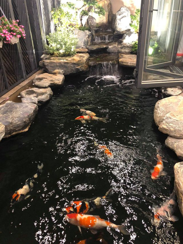 Bên cạnh không gian nội thất hiện đại, căn biệt thự của Cao Thái Sơn còn ấn tượng với hồ cái Koi hoành tráng.