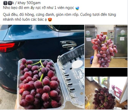 Gần đây, trên thị trường xuất hiện loại nho kẹo đỏ (hay nho rừng) với màu sắc bắt mắt, quả tròn đều.