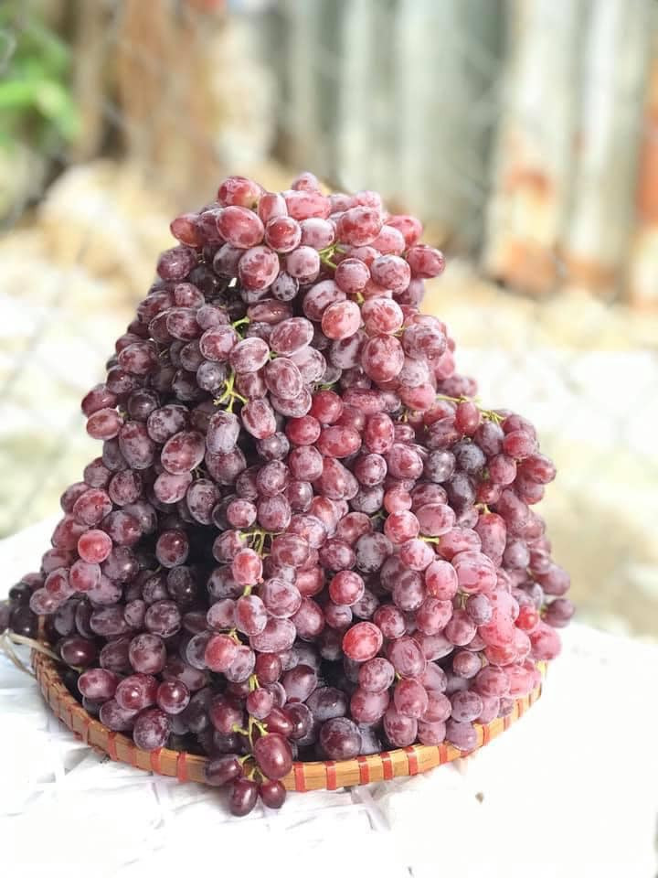 Các đầu mối cho biết, loại nho này được bán theo thùng (5kg). Giá mua lẻ 1 thùng nho là 120.000 đồng/thùng, mua từ 3-5 thùng trở lên có giá 100.000 đồng/thùng.