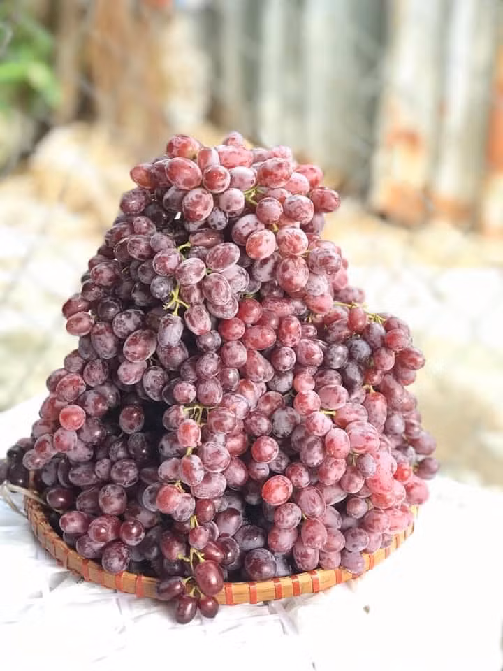 Các đầu mối cho biết, loại nho này được bán theo thùng (5kg). Giá mua lẻ 1 thùng nho là 120.000 đồng/thùng, mua từ 3-5 thùng trở lên có giá 100.000 đồng/thùng.